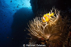 South Red Sea / anemone fish by Mehmet Öztabak 